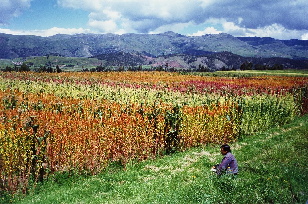 15 marzo - Biocultural Diversity in Central and South America - FAO Programme GIAHS