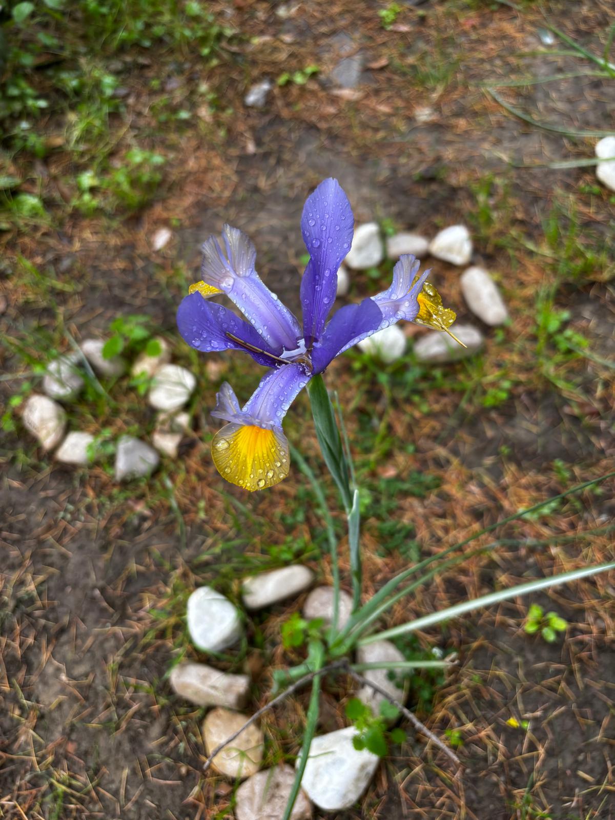 iris per giugliano