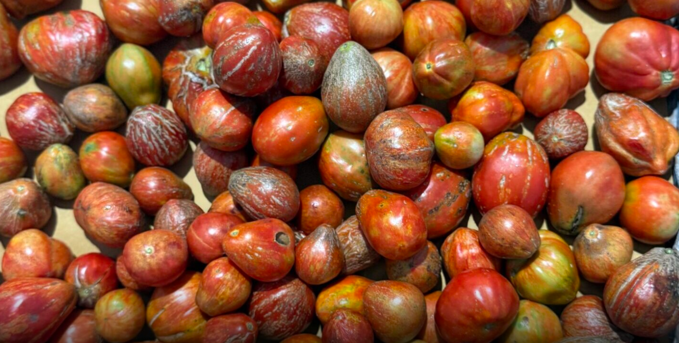 Il pomodoro "Borsa di montone" della Val di Bisenzio è Presidio Slow Food